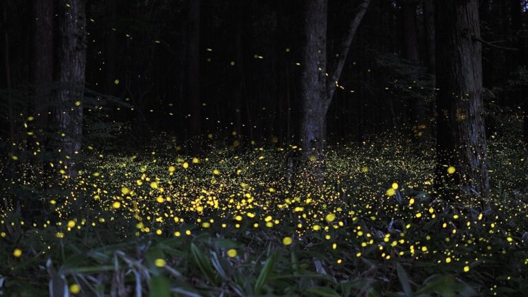 Magic of Bhandardara Fireflies Festival